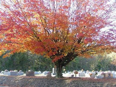 Cemetery-Fall